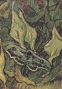 Vincent Van Gogh Death's-Head Moth (nn04) oil on canvas